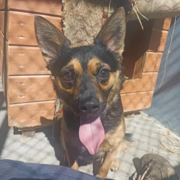 Znaleziono psa, Chojnice, 28 kwietnia 2025 (4/5)