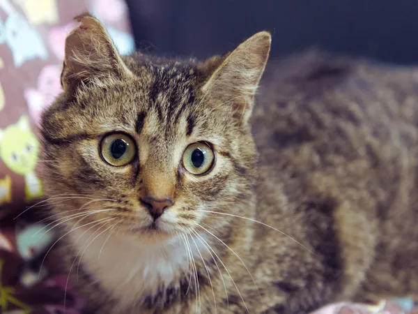 Znaleziono kota, Sosnowiec, 26 kwietnia 2025 (1/2)