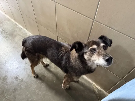 Pies do adopcji, Kraków, 18 kwietnia 2025