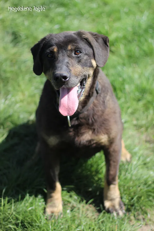 Pies do adopcji, Bydgoszcz, 27 maja 2025 (2/5)