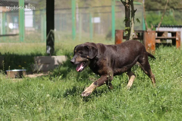 Pies do adopcji, Bydgoszcz, 27 maja 2025 (3/5)