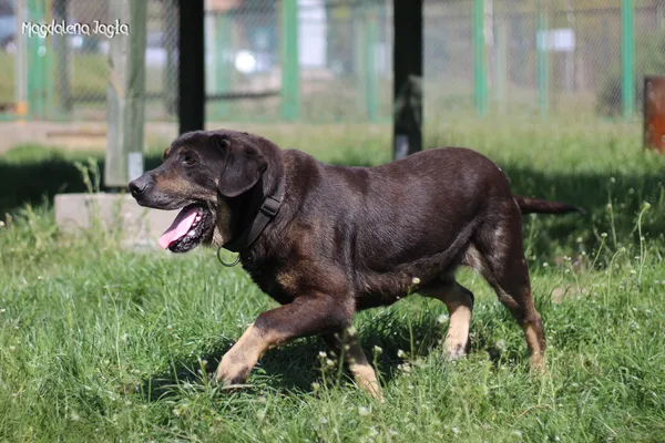 Pies do adopcji, Bydgoszcz, 27 maja 2025 (4/5)