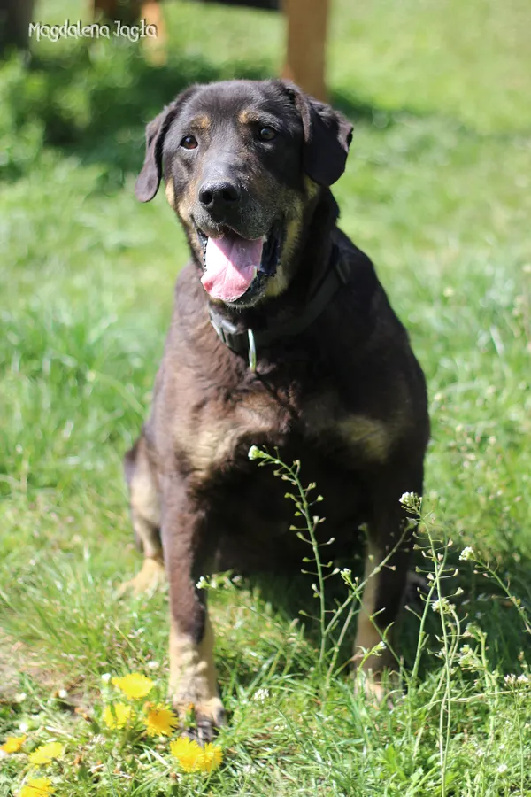 Pies do adopcji, Bydgoszcz, 27 maja 2025 (5/5)