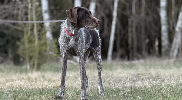 Pies do adopcji, Pieczyska, 3 maja 2025 (1/5)