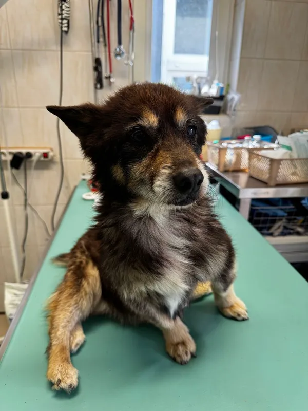 Znaleziono psa, Gdańsk, 3 maja 2025