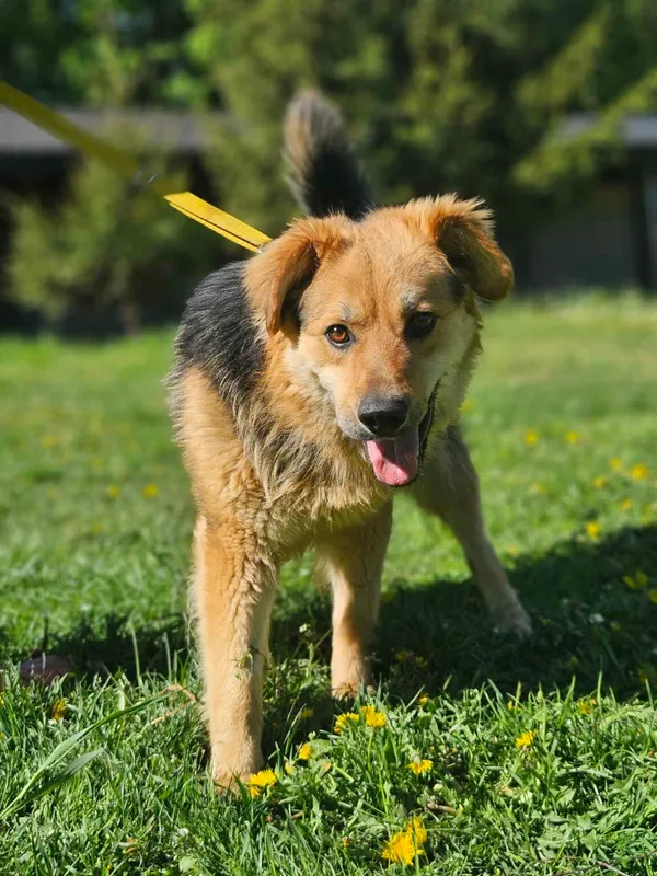 Pies do adopcji, Zgierz, 3 maja 2025 (3/4)