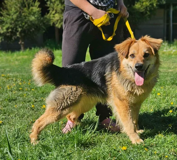 Pies do adopcji, Zgierz, 3 maja 2025 (1/4)