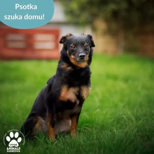 Pies do adopcji, Dąbrówka, 2 maja 2025 (3/5)