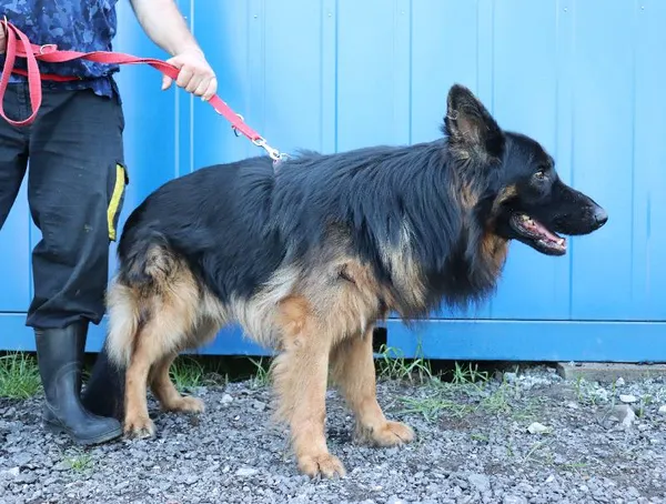 Znaleziono psa, Łódź, 2 maja 2025 (1/5)