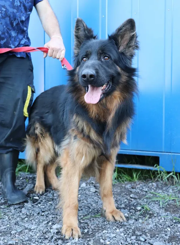 Znaleziono psa, Łódź, 2 maja 2025 (2/5)