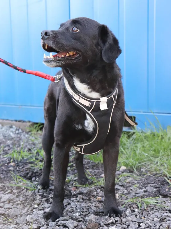 Znaleziono psa, Łódź, 2 maja 2025 (3/5)