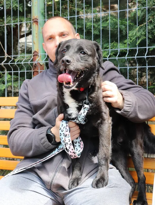 Znaleziono psa, Łódź, 2 maja 2025 (4/5)