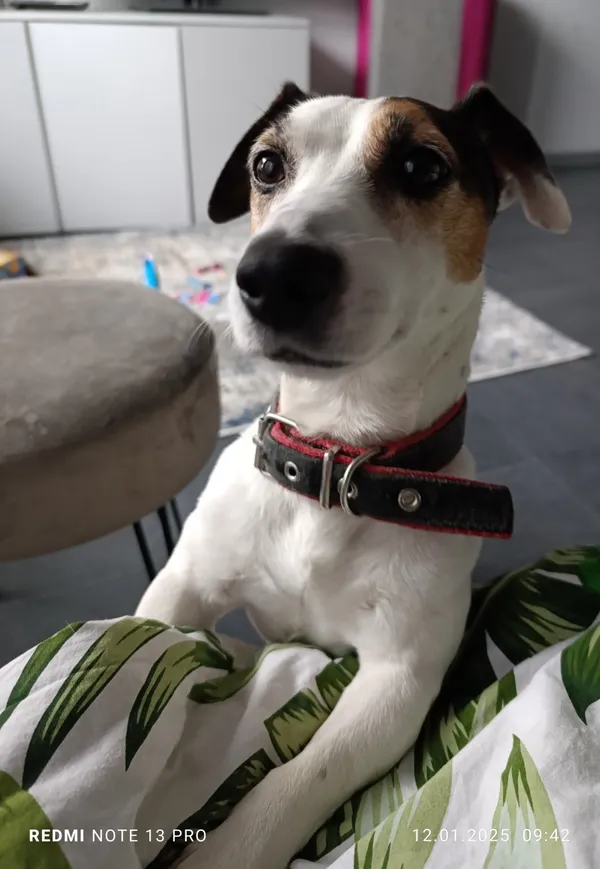 Zaginął pies, Łódź, 3 maja 2025