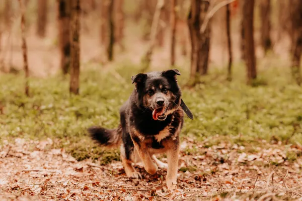 Pies do adopcji, Czartki, 4 maja 2025 (4/5)