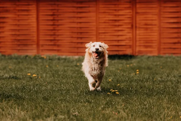 Pies do adopcji, Czartki, 4 maja 2025 (4/5)