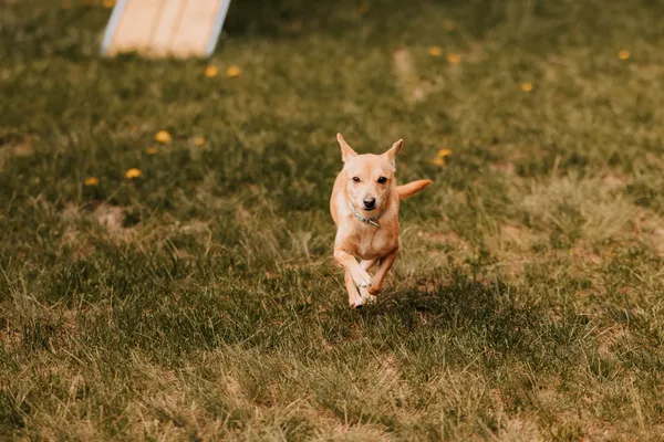 Pies do adopcji, Czartki, 4 maja 2025 (2/5)