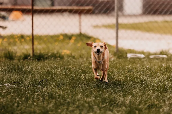 Pies do adopcji, Czartki, 4 maja 2025 (4/5)