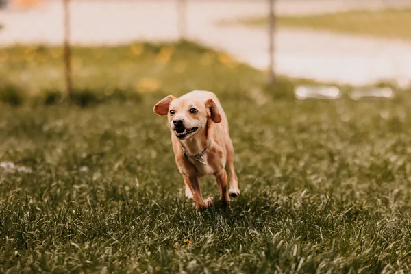 Pies do adopcji, Czartki, 4 maja 2025 (5/5)