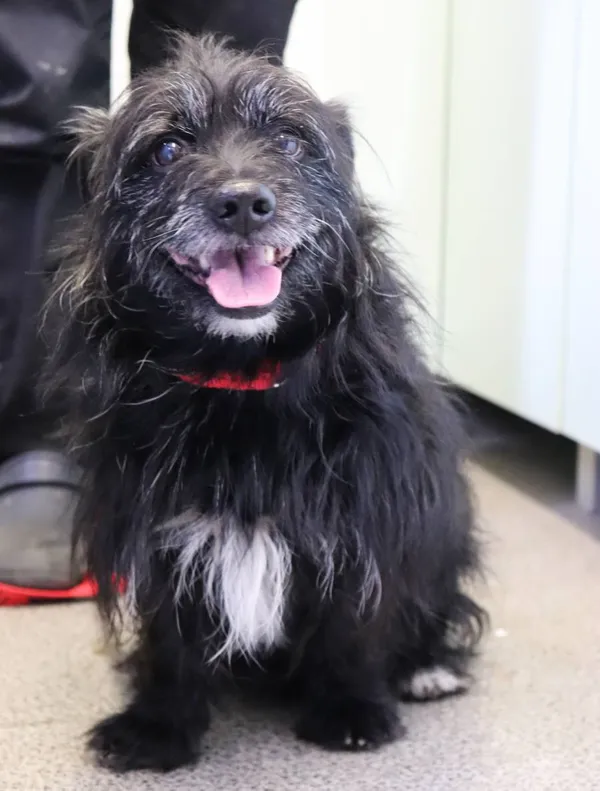 Znaleziono psa, Łódź, 4 maja 2025 (2/3)