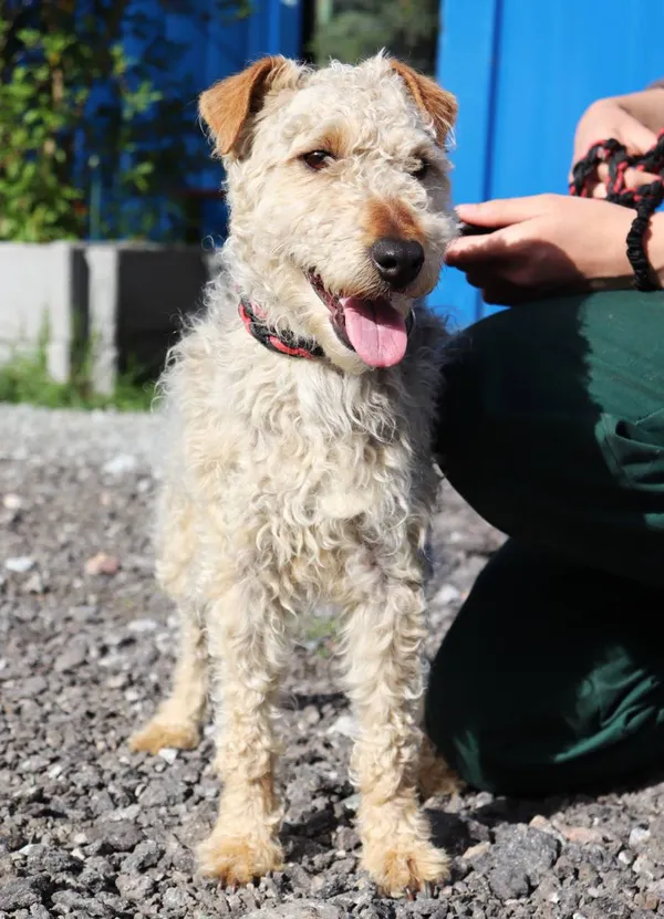 Znaleziono psa, Łódź, 4 maja 2025 (2/2)