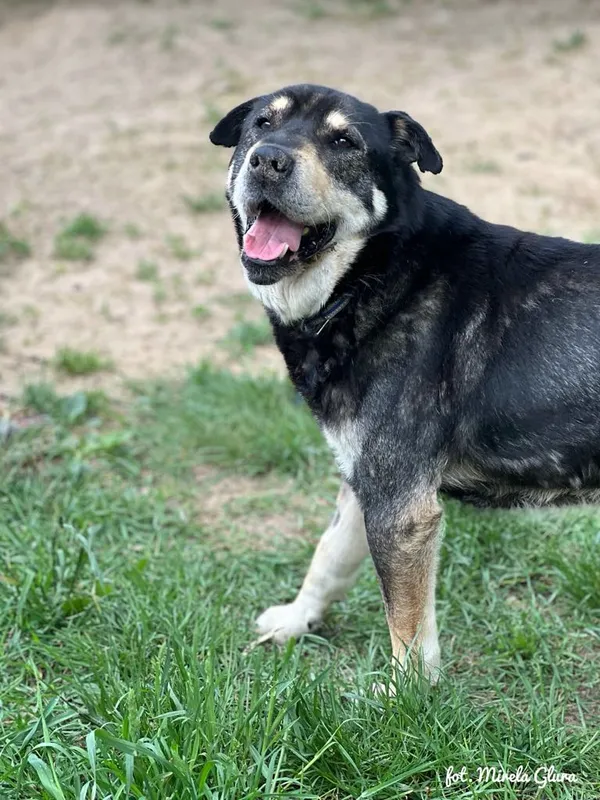 Pies do adopcji, Bydgoszcz, 5 maja 2025 (2/5)