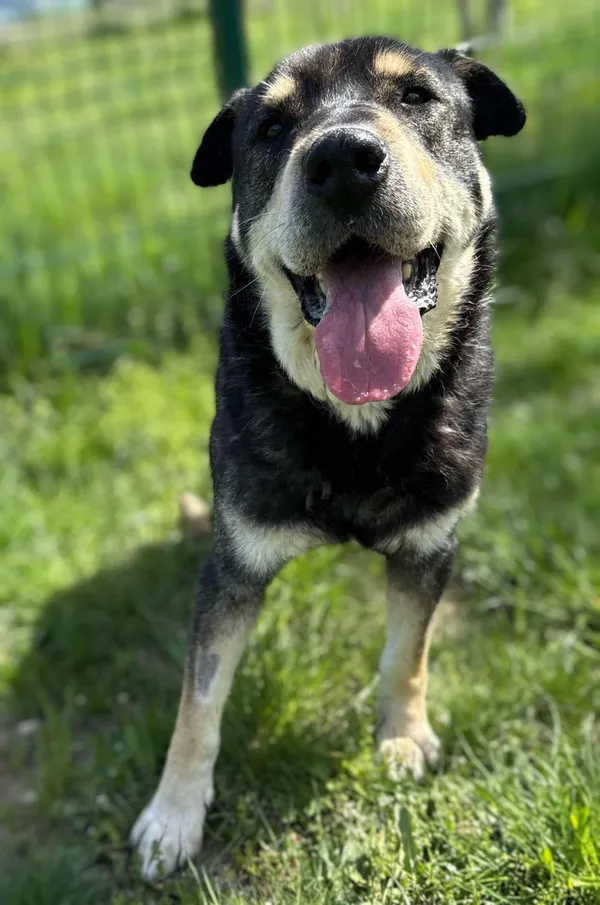 Pies do adopcji, Bydgoszcz, 5 maja 2025 (3/5)