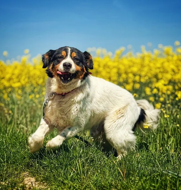 Pies do adopcji, Dłużyna Górna, 4 maja 2025 (1/5)