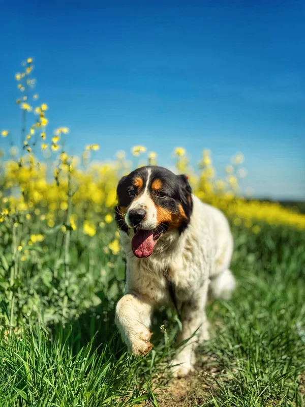 Pies do adopcji, Dłużyna Górna, 4 maja 2025 (2/5)