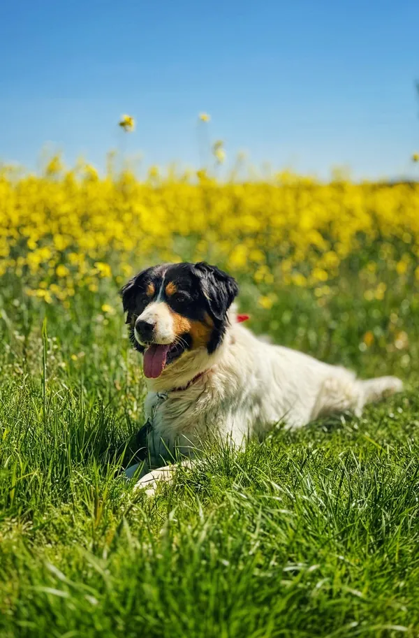 Pies do adopcji, Dłużyna Górna, 4 maja 2025 (3/5)