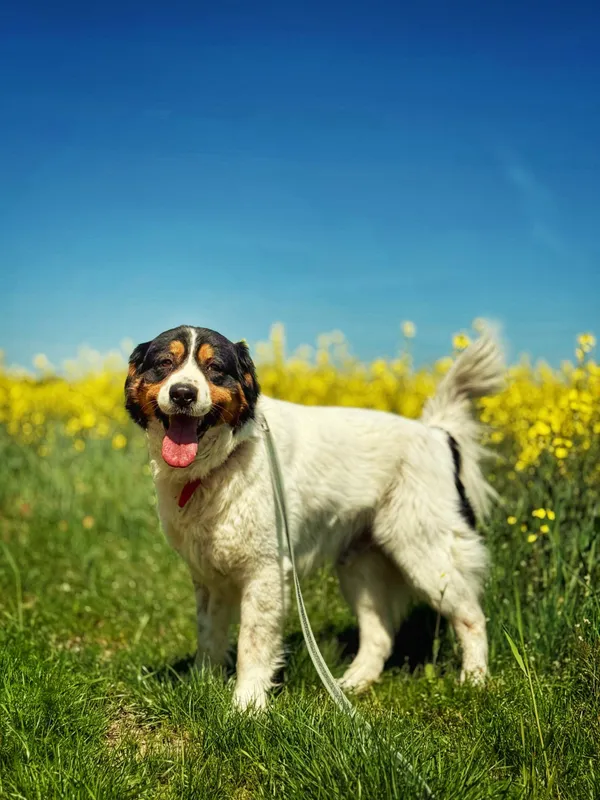 Pies do adopcji, Dłużyna Górna, 4 maja 2025 (4/5)