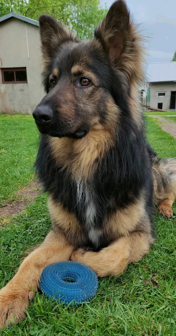 Zaginął pies, Januszkowice, 5 maja 2025 (1/4)