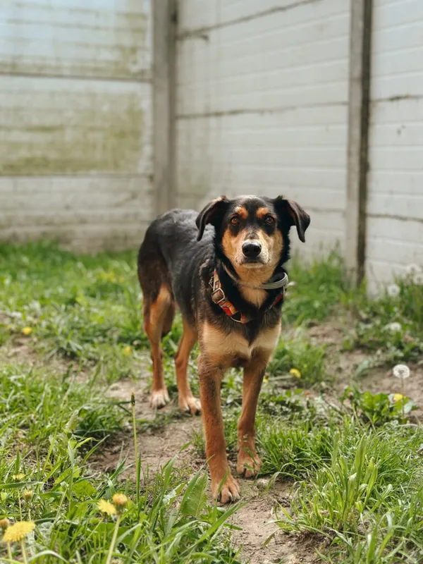 Pies do adopcji, Korabiewice, 4 maja 2025 (1/5)