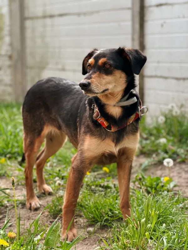 Pies do adopcji, Korabiewice, 4 maja 2025 (2/5)