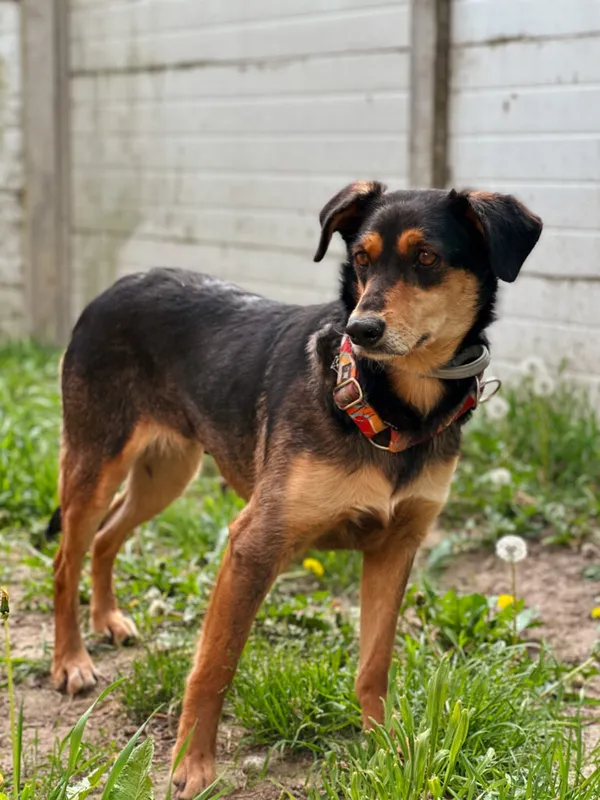 Pies do adopcji, Korabiewice, 4 maja 2025 (3/5)