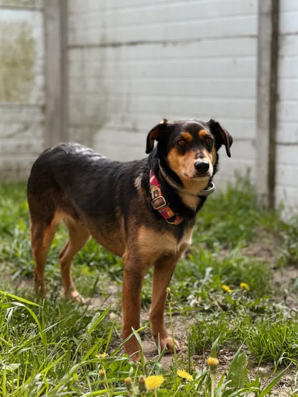 Pies do adopcji, Korabiewice, 4 maja 2025 (4/5)