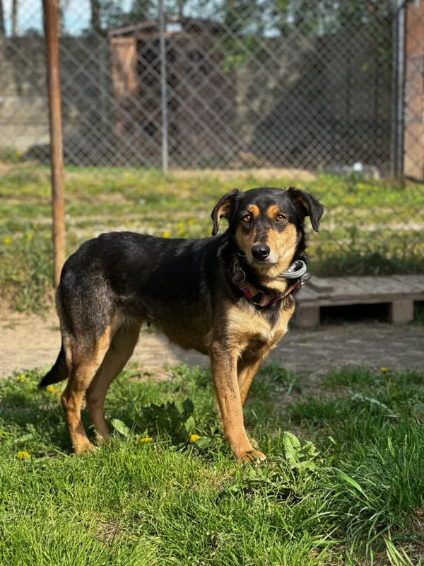 Pies do adopcji, Korabiewice, 4 maja 2025 (5/5)