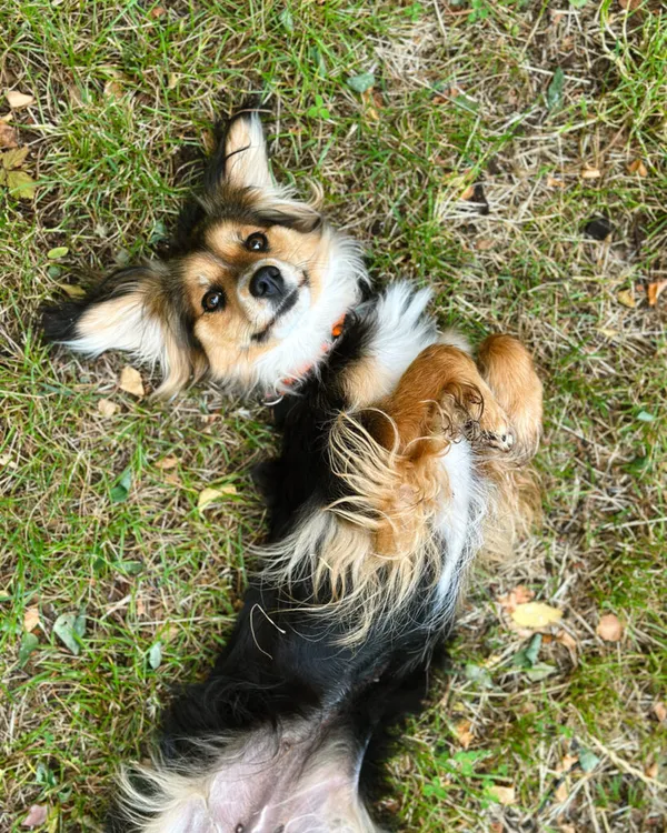 Pies do adopcji, Korabiewice, 4 maja 2025 (3/5)