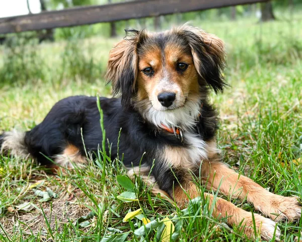 Pies do adopcji, Korabiewice, 4 maja 2025 (4/5)