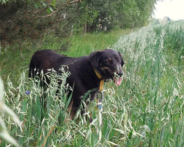 Pies do adopcji, Korabiewice, 4 maja 2025 (3/4)