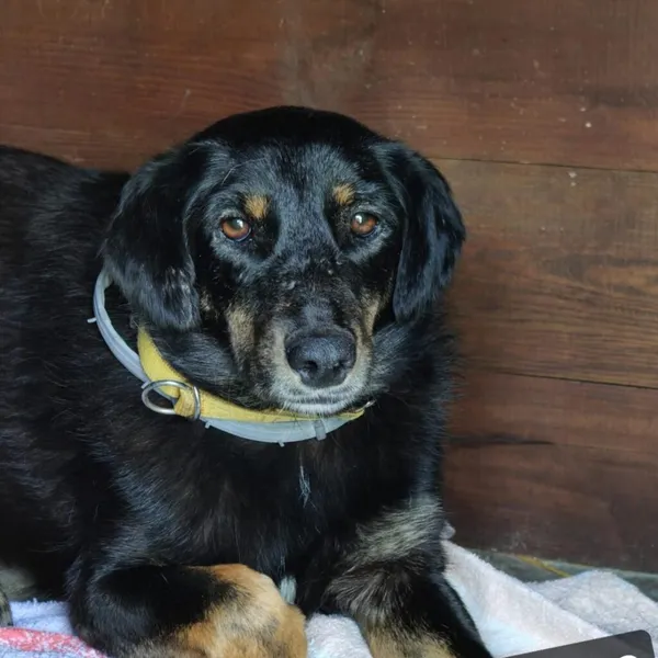 Pies do adopcji, Korabiewice, 4 maja 2025 (4/4)