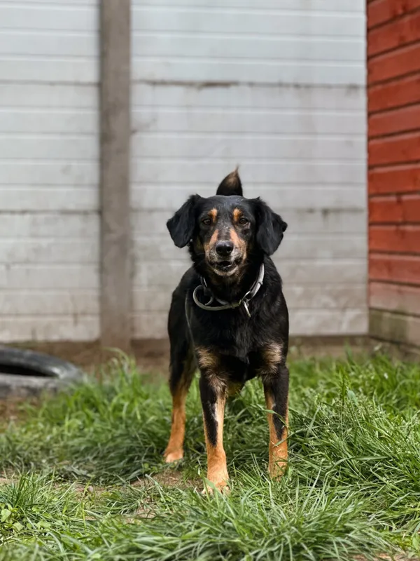 Pies do adopcji, Korabiewice, 4 maja 2025 (1/5)