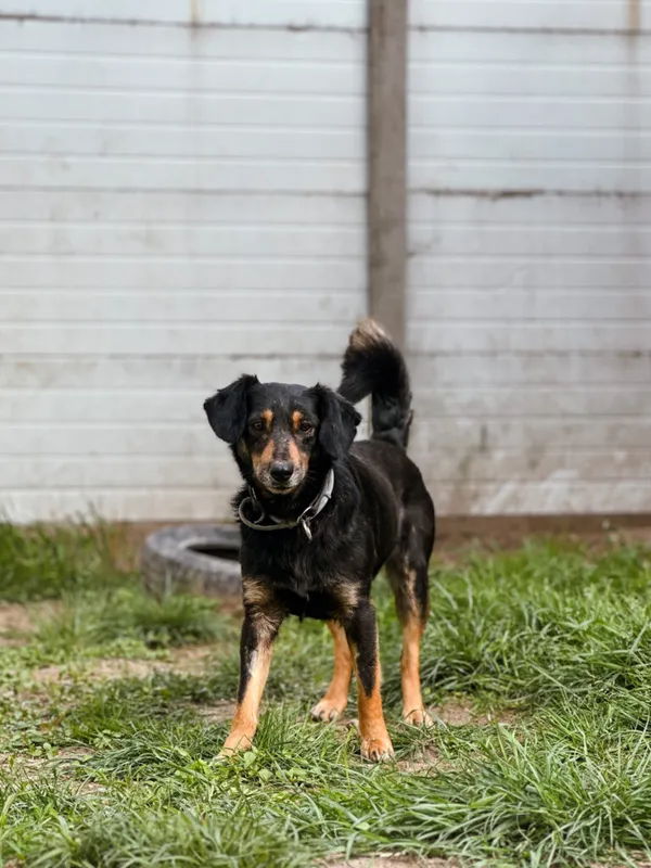 Pies do adopcji, Korabiewice, 4 maja 2025 (2/5)