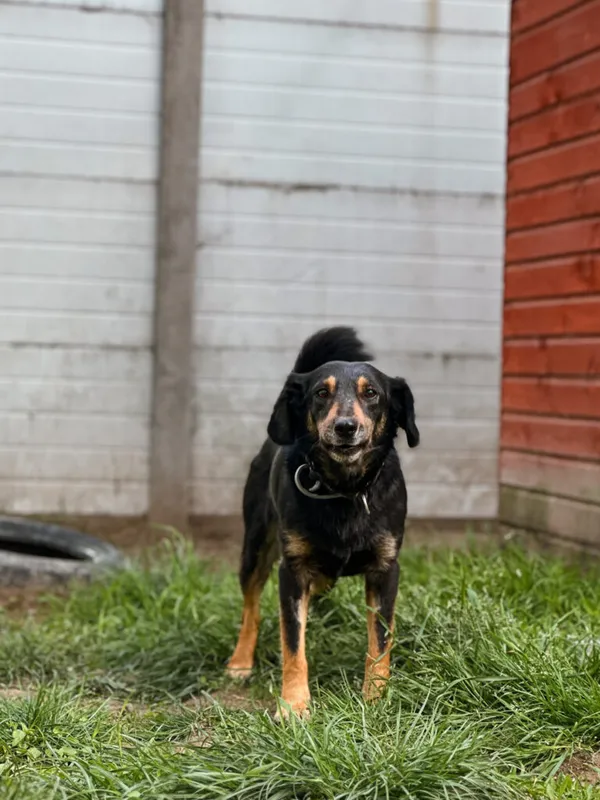 Pies do adopcji, Korabiewice, 4 maja 2025 (3/5)