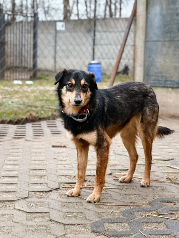 Pies do adopcji, Korabiewice, 4 maja 2025 (2/5)