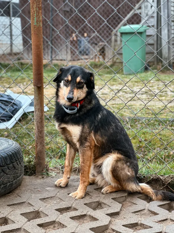 Pies do adopcji, Korabiewice, 4 maja 2025 (5/5)