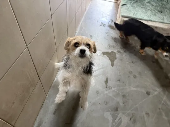 Pies do adopcji, Kraków, 20 kwietnia 2025