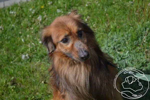 Pies do adopcji, Chełmek, 3 marca 2025