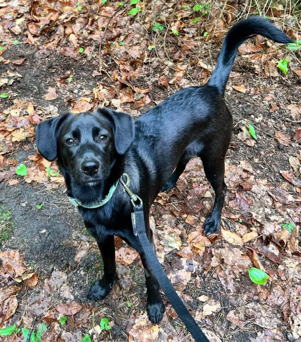 Pies do adopcji, Olsztyn, 12 kwietnia 2025 (2/4)