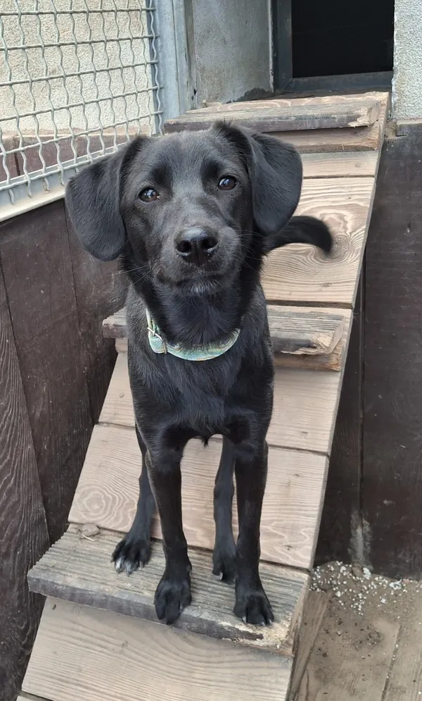 Pies do adopcji, Olsztyn, 12 kwietnia 2025 (3/4)