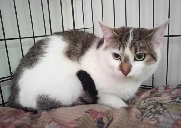 Znaleziono kota, Toruń, 2 maja 2025